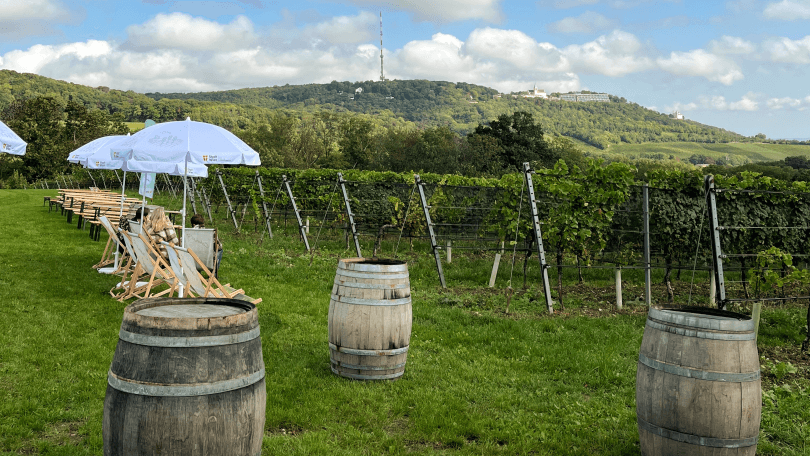 Ausgsteckt am Weingut Cobenzl